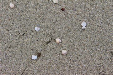 Fototapeta na wymiar shells in sand on thailand beach background