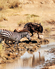 Zebras in Africa