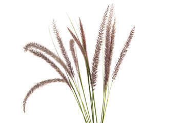 PENNISETUM Isolated