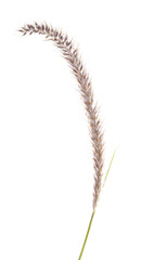 PENNISETUM Isolated