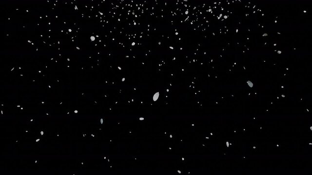 桜吹雪