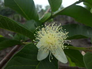 flowers from a distant land