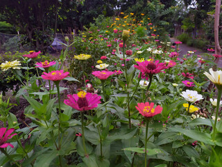 These flowers are very beautiful and can be reached by our eyes to make it more relaxed and can be used for the background