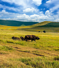 Buffalos in Africa