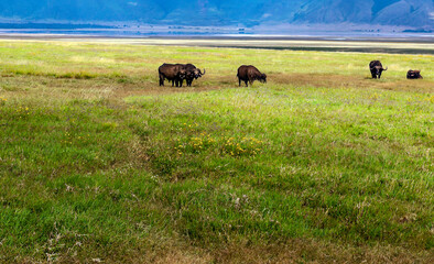 Buffalos in Africa