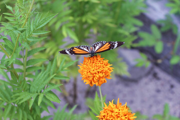 orange butterfly on orange flower macro background