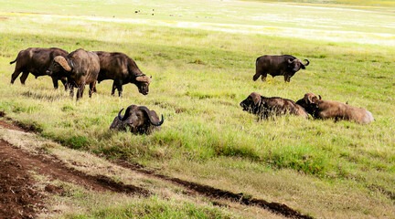 Buffalos in Africa