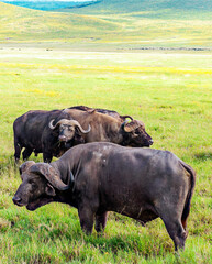 Buffalos in Africa