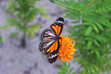 Fototapeta na wymiar orange butterfly on orange flower macro background