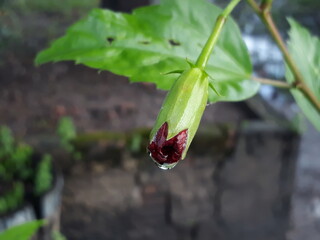 flowers from a distant land