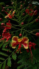 flowers from a distant land