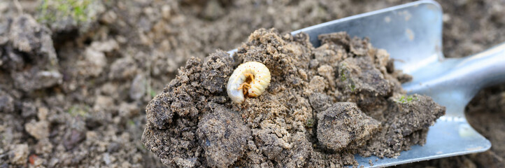the larva of the may beetle or cockchafer bug dug out of the soil on a shovel on spring in the garden. banner