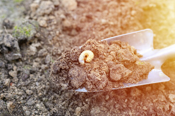the larva of the may beetle or cockchafer bug dug out of the soil on a shovel on spring in the garden. flare