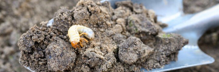 the larva of the may beetle or cockchafer bug dug out of the soil on a shovel on spring in the garden. banner