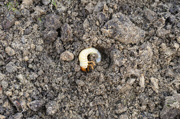 the larva of the may beetle or cockchafer bug on the loosened soil spring in the garden