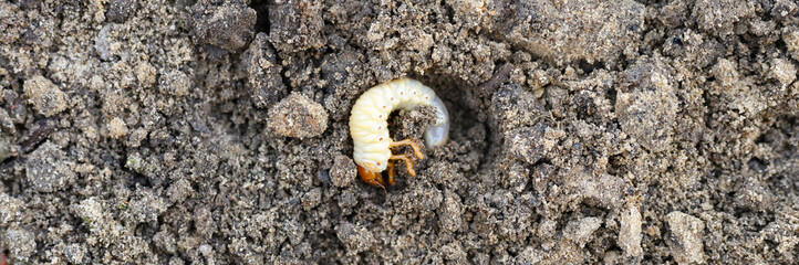 the larva of the may beetle or cockchafer bug on the loosened soil spring in the garden. banner