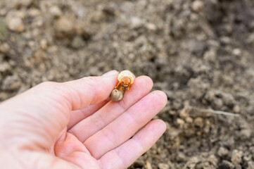 the larva of the may beetle or cockchafer bug in female hand on spring in the garden