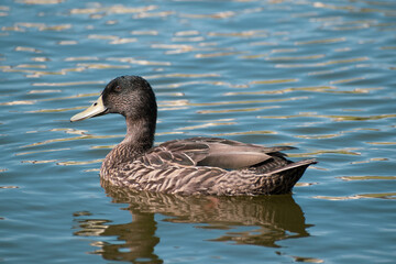 View of female mallard duck swimming in water