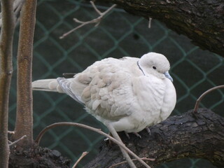 Piccioni