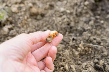 the larva of the may beetle or cockchafer bug in female hand on spring in the garden