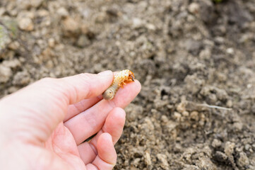 the larva of the may beetle or cockchafer bug in female hand on spring in the garden
