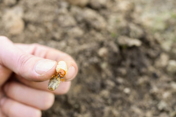 the larva of the may beetle or cockchafer bug in male hand on spring in the garden