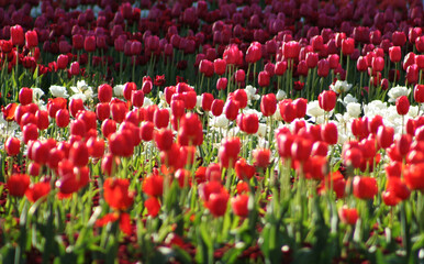 Tulips Red and White 001