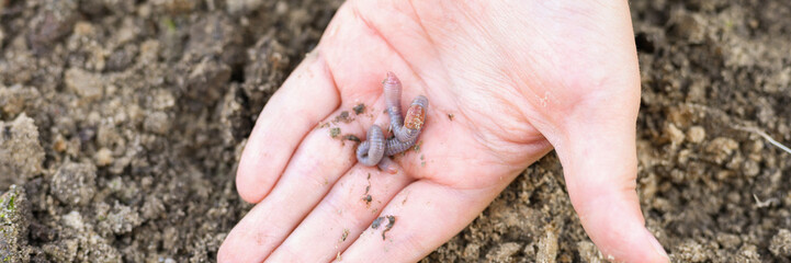 an earthworm in kid's hands on spring in the garden. banner