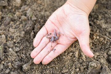 an earthworm in kid's hands on spring in the garden