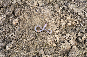 an earthworm on the loosened soil spring in the garden