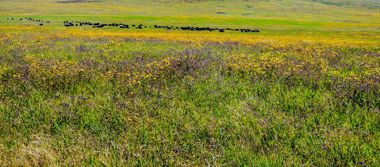 Fototapeta premium African landscape