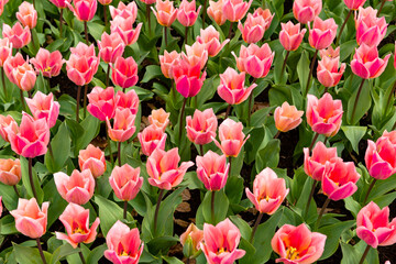 flower bed with blooming tulips in the Netherlands