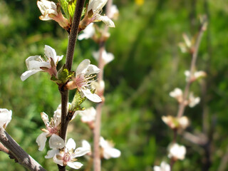 White flowers Felt cherry, Prunus tomentosa or Chinese cherry.  Branch of  blossoming tree with beautiful white flowers