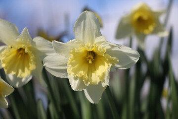 Pale yellow daffodil flower, Narcissus, blooming in the  springtime, close-up view, diffused background