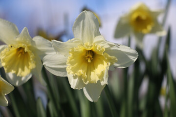 Fototapeta premium Pale yellow daffodil flower, Narcissus, blooming in the springtime, close-up view, diffused background