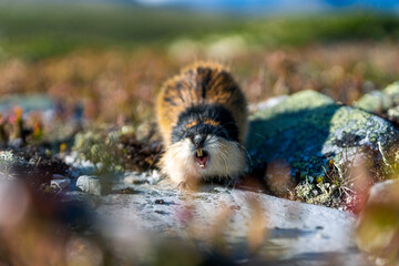 Closeup portrait of an angry lemming outdoors in the wilderness © Jon Anders Wiken