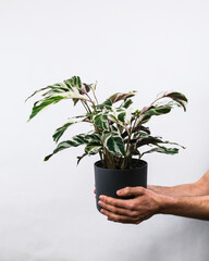 Vertical shot of a male holding a Calathea white fusion potted plant near a white wall