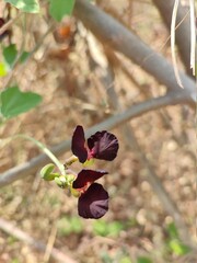 butterfly on a branch