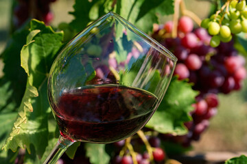 Close up of glass with red wine next to grapes in vineyard