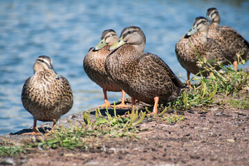 Group of female mallard ducks on river bank