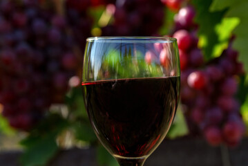 Close up of glass with red wine next to grapes in vineyard