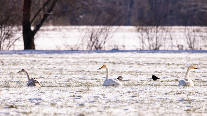 Singschwäne mit einem Jungvogel vom letzten Jahr auf einer verschneiten Wiese