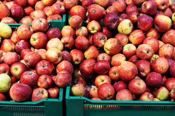 Lots of red apples in plastic boxes. Wholesale and retail trade in fruits. Selective focus