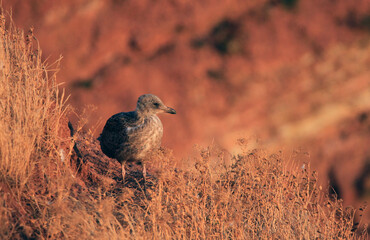 young european herring gull in evening light