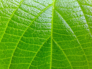 green leaf texture macro background