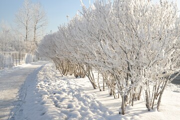 frost on the trees frosty sunny day
