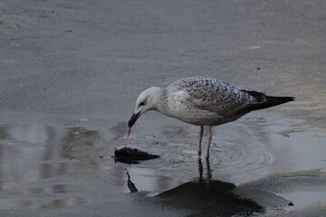 Water bird eats fish on half frozen water