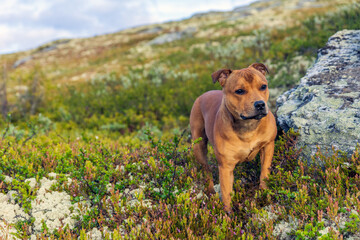 Beautiful staffordshire bull terrier loose outdoors in the wilderness at dawn. Pet portrait.