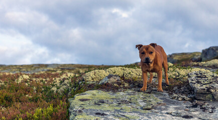 Beautiful staffordshire bull terrier loose outdoors in the wilderness at dawn. Pet portrait.