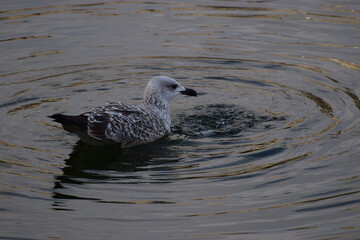 Water bird eats a fish